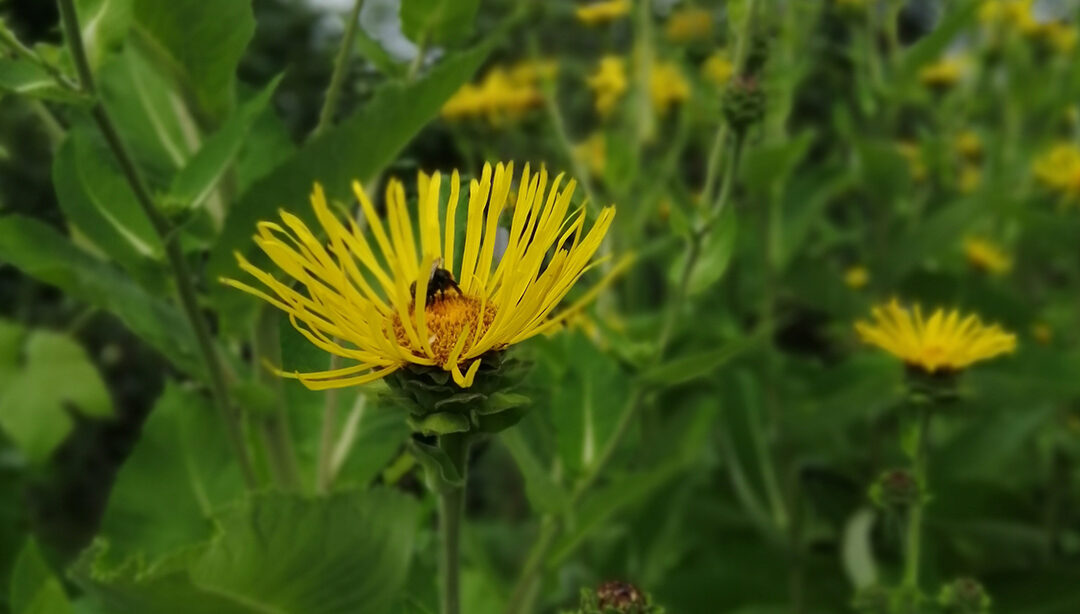 Inula helenium or Elecampane is one of my favourite herbs