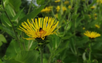 Inula helenium or Elecampane is one of my favourite herbs