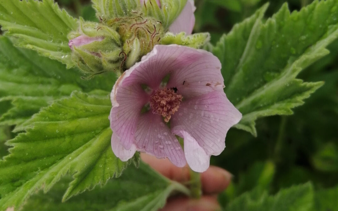 Did you know Marshmallow is a plant?