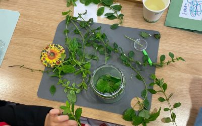 Junior Herbalist Club Half Term Taster – 18th February, Prestbury