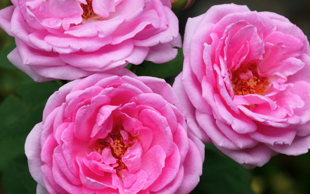 Into the Heart of Rose Workshop, 14th June, Prestbury, Cheshire