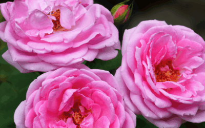 Into the Heart of Rose Workshop, 14th June, Prestbury, Cheshire